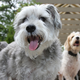 Illustration for article titled Shooting Challenge Pets Gallery 7